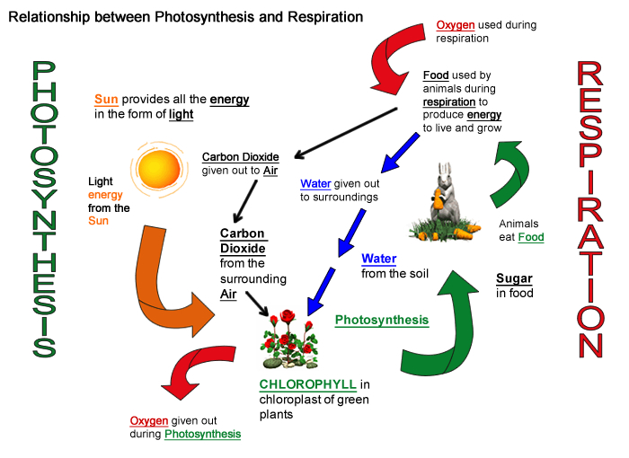 science-resources-co-uk-relationship-between-photosynthesis-and